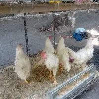 مرغ وخروس جهت قربانی ۵۰۰هزار