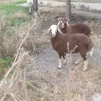 نر بره