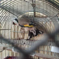 سهره نر