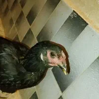 مرغ خروس