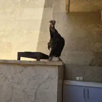 مرغ تخم گذارلهستانی
