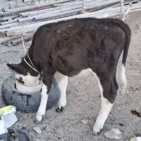 گوساله