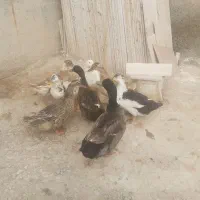 اردک