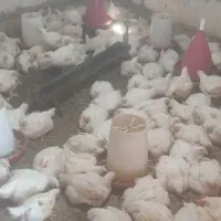 مرغ به قیمت کارخانه فقط فقط 348
