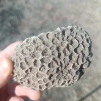 09373445077|سیم‌کارت|سلماس, |دیوار