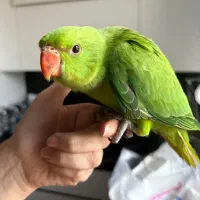 جوجه طوطی ملنگو