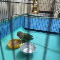 طوطی کوتوله برزیلی تازه دونخور