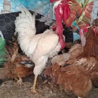 مرغ و خروس محلی گردن لخت