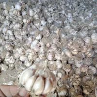 سیر خشک امسال موقعیت درگز کیلوی 200