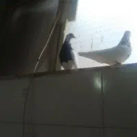 کبوتر طوقی
