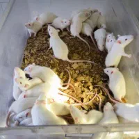موش آزمایشگاهی موش سوری
