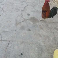 خروس مرغ