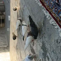 زاغ ماده