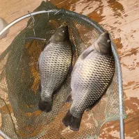 فروش انواع بچه ماهی کپور و آزادو خوراک