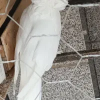 کبوتر یالی با دم چتری