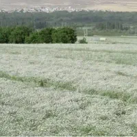 گشنیز با داس