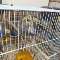 عروس هلندی با تخم و وسایل و قفس