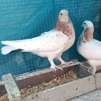 کفتر مفلق