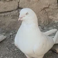 کبوتر سفید