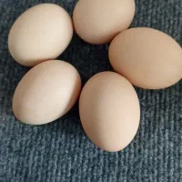 تخم مرغ خونگی دونه 17تومن
