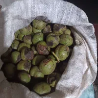 گردو تازه