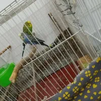 مرغ عشق کار