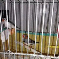 جفت فنچ زبرا+۳عددجوجه تازه دونه خور