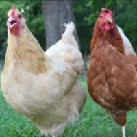 مرغ