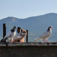 کبوتر غریب  ۵تا باهم یک ملیون