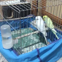 اهواز پردیس|پرنده|اهواز, پردیس|دیوار