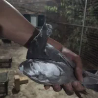 جوجه کفتر