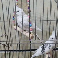 فروش جفت عروس هلندی