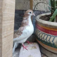 کبوتر پرشی نر معاوضه فقط با فنچ لپ سیاه ماده