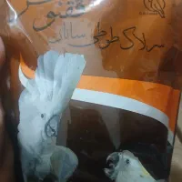 سریلاک طوطی سانان ققنوس