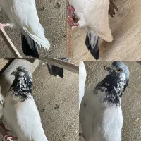 کفتر|پرنده|قم, قلعه کامکار|دیوار