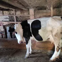 فروش گاو سمینتال همراه با گوساله