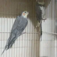 عروس هلندی نر