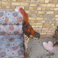 مرغ خروس لاری
