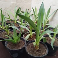 گل آگاو لاله ای