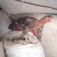 ماده مرغ