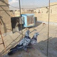 کبوترپرشی