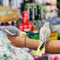عروس هلندی فول دستی