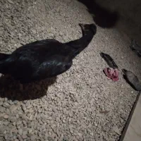 مرغ خروس