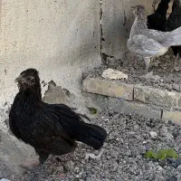 نیمچه مرغ گلین