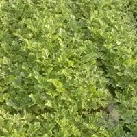 نشا هندوانه ناسکو وکانیون و کریمسون  سوییت