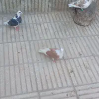 سه عدد کبوتر ارزون