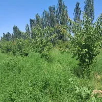 فروش-فوری-باغچه-زردآلو