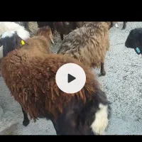 بره  همو  ..هترو