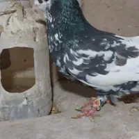 پرشی وجفتگاهی