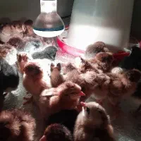 جوجه یک روزه به بالا